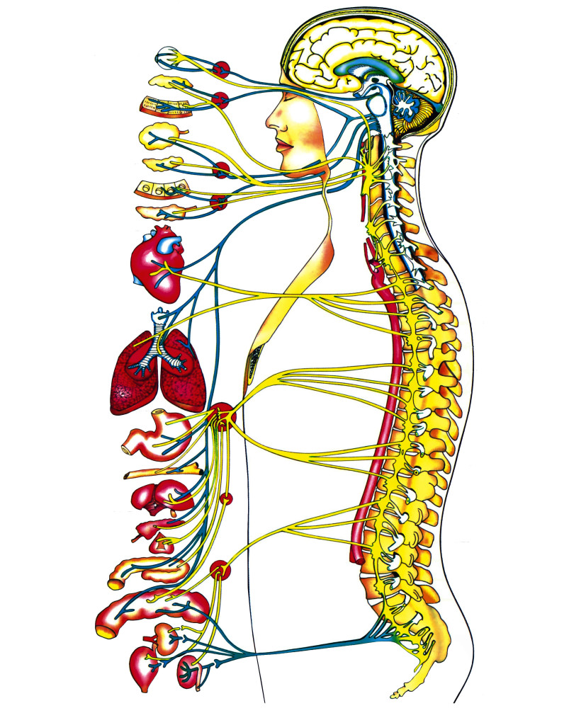 Sistema nervioso - Quiropráctica Hidalgo